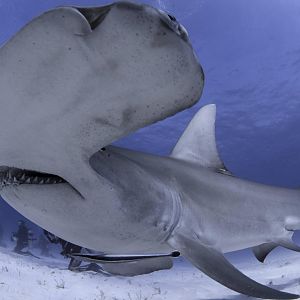 Great Hammerhead