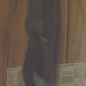 yes, they stuffed a squirrel