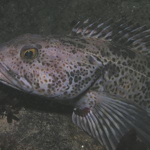 Lingcod