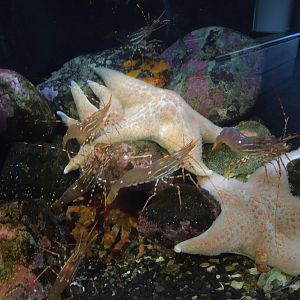 big shrimp in the PNW