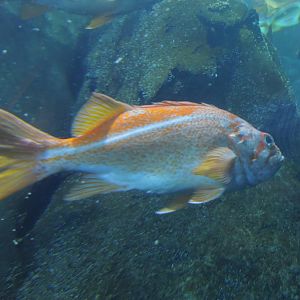 canary rockfish