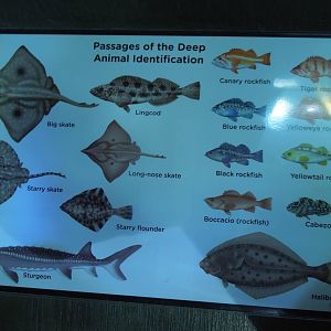 What I dove with in the Halibut Flats tank