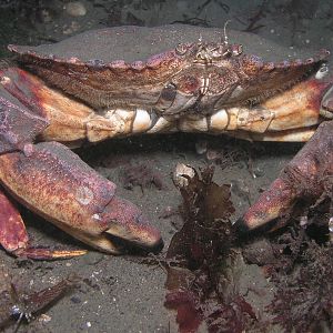 feeling crabby