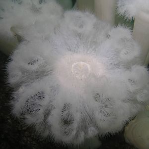 fluffy as a cloud