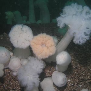 Medtridium