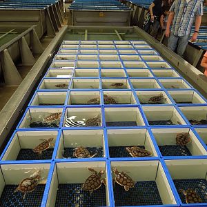 Box turtles?
