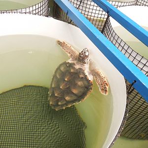 swimmin'