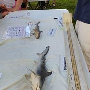 Real, dead sharks