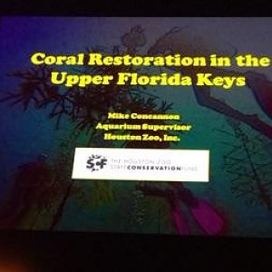 March 2016 - It's all about the corals