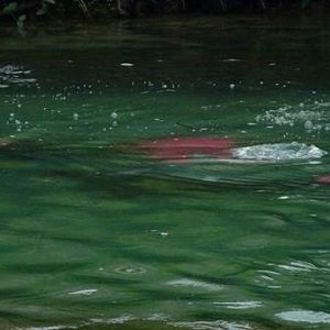 Waterlogged CHUMMERS