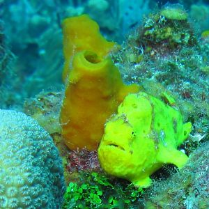 Yellow Frogfish