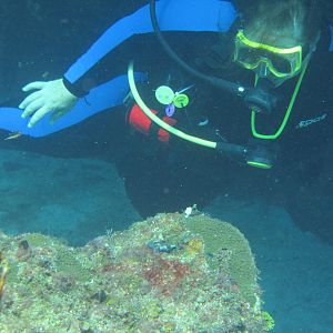 Ms KJenn Dives & White Frogfish