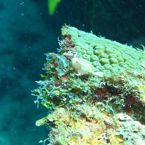White Frogfish