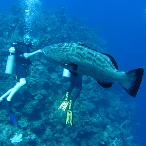 Grouper Fistbump