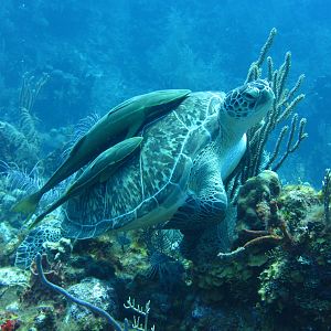Turtle with Remoras