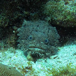 Common Toadfish