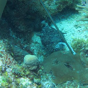 Toadfish Exposed