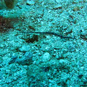 Pipefish
