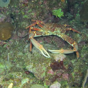 Caribbean King Crab