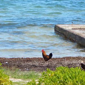 Grand Cayman