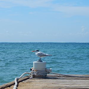 Grand Cayman