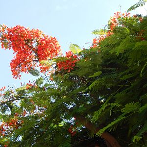 Grand Cayman
