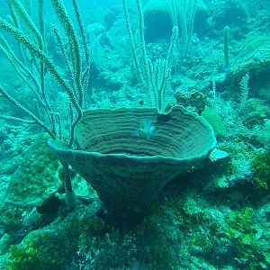 Grand Cayman