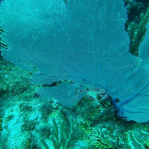 Grand Cayman