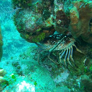 Grand Cayman