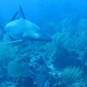 Shark Visit 2
