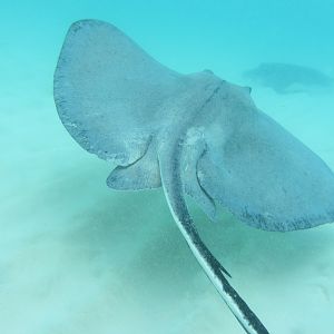 Sting ray leaving