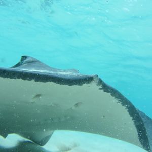 Sting ray close pass