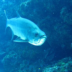 Tarpon guarding the channel