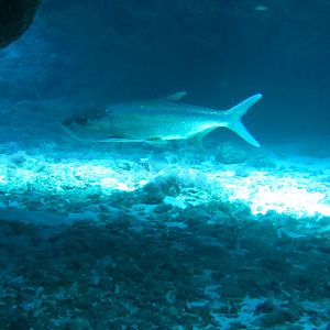 Overhang tarpon