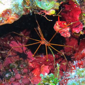 Arrow crab