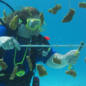 Ms KJenn Dives cleans coral tree