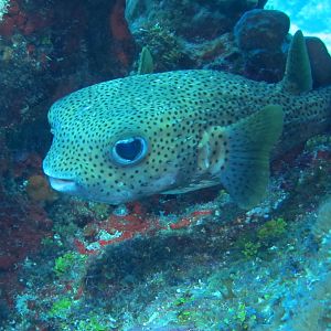 Pufferfish buddy