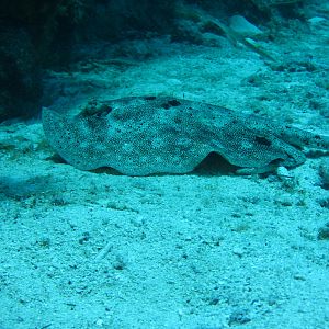 Resting Ray