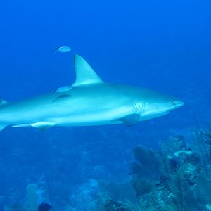 Shark passing