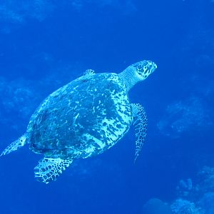 Turtle