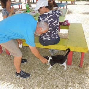 Well fed kitty