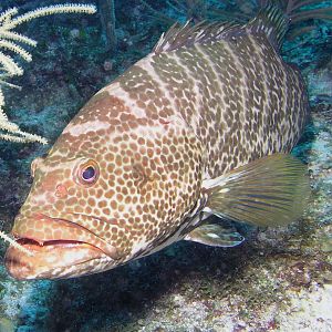 grumpy grouper