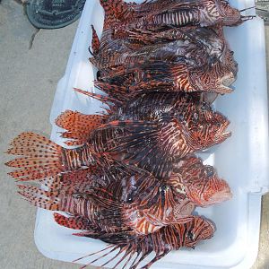 CHUM's haul