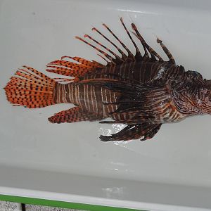 spiny little suckers