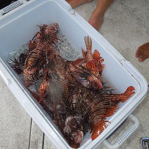 bucket 'o lionfish