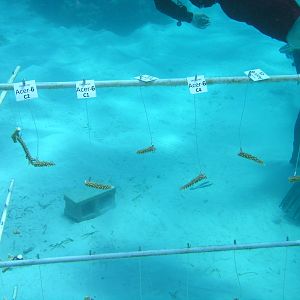 tagged coral segments