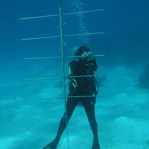 hanging the coral