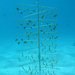 nursery tree
