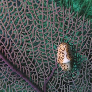 flamingo tongue