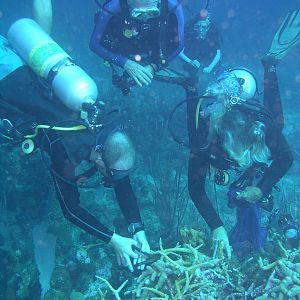 coral gardening